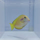 Hybrid Lieutenant x Orange Shoulder Tang Fish – Acanthurus tennenti × Acanthurus olivaceus