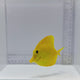 True Hawaiian Yellow Tang (Zebrasoma flavescens)