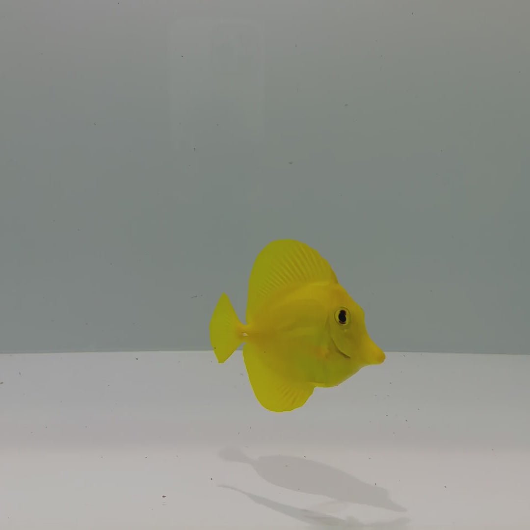 Hawaiian Yellow Tang Fish