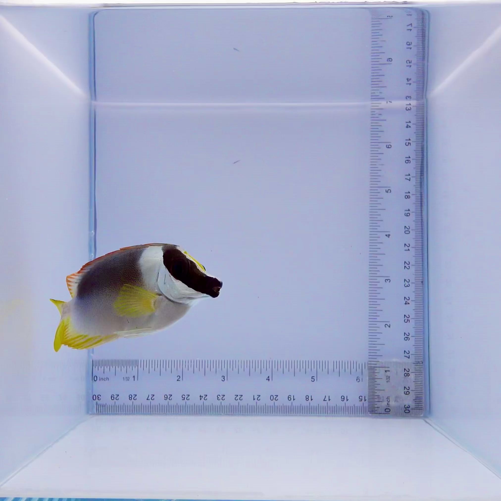 Magnificent Foxface - Siganus magnificus