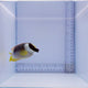 Magnificent Foxface Fish