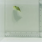 Gold Back Triggerfish