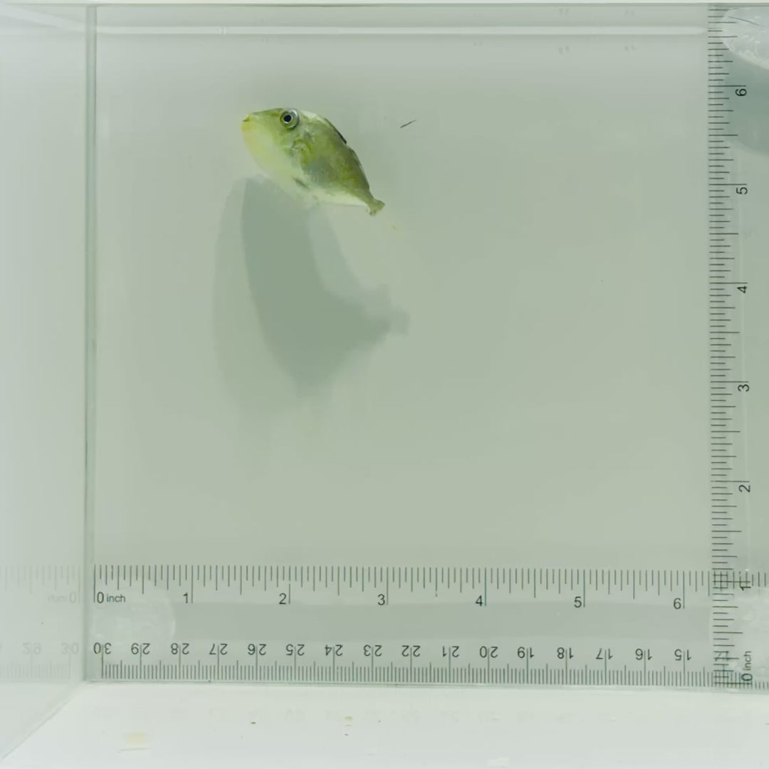 Gold Back Triggerfish