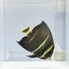 Gray Angelfish