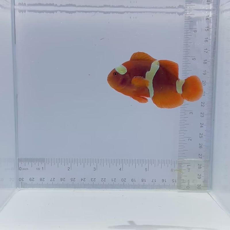 Gold Stripe Maroon Clownfish