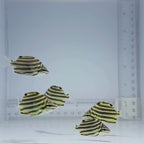 Australian Stripey - Microcanthus strigatus