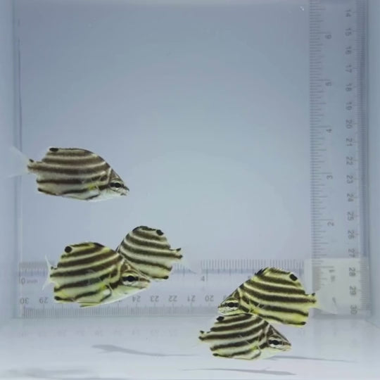 Australian Stripey Fish