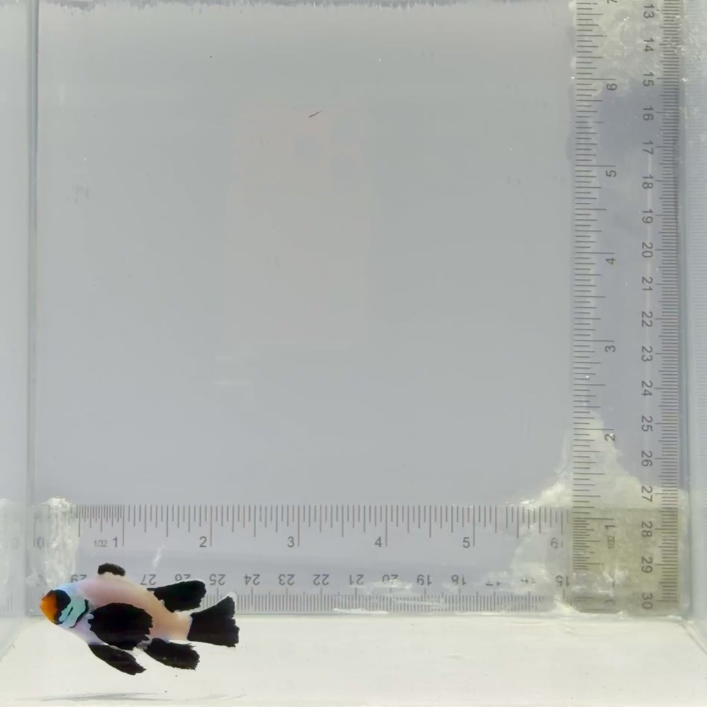 Longfin Wyoming White Clownfish