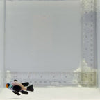 Longfin Wyoming White Clownfish