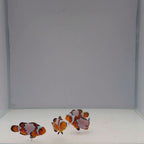 Black Ice Snowflake Clownfish - Amphiprion ocellaris