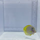 Hybrid Powder Blue Tang Fish
