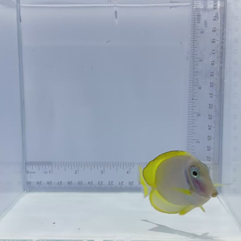 Hybrid Powder Blue Tang Fish