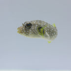 Stars & Stripes Puffer - Arothron hispidus