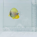 Desjardini Sailfin Tang Fish
