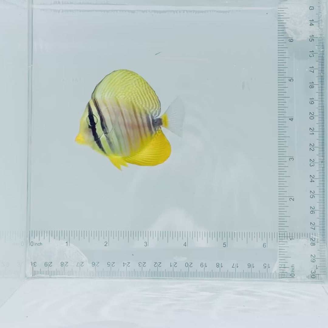 Desjardini Sailfin Tang Fish