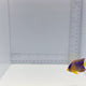 Queen Angelfish — Holacanthus ciliaris