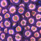 CB Rainbow Infusion Zoanthid Coral