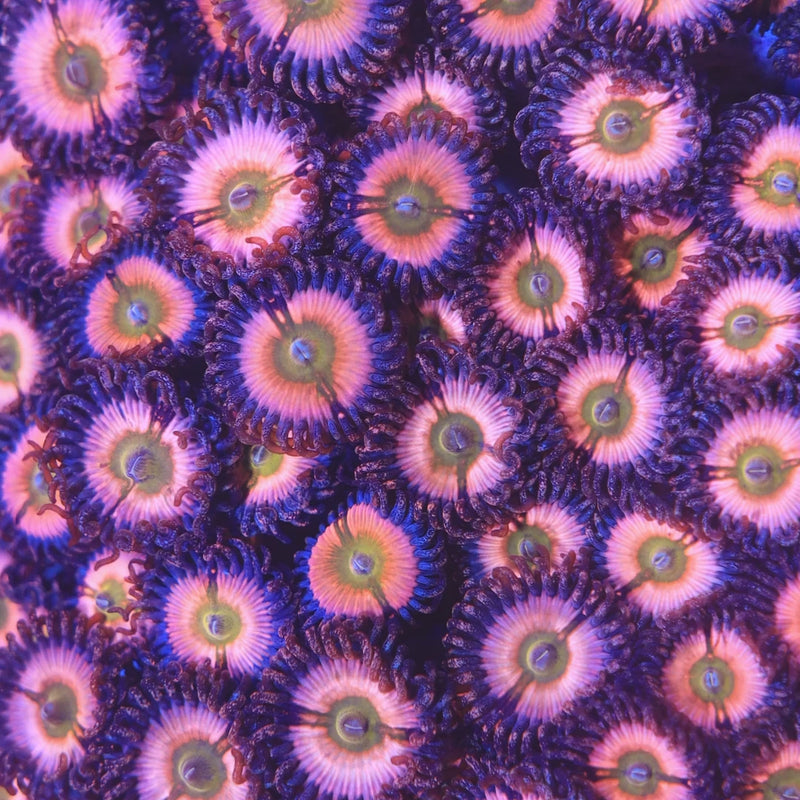CB Rainbow Infusion Zoanthid Coral