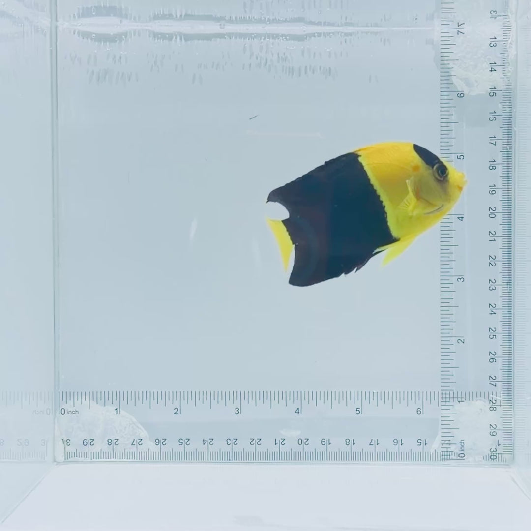 Bicolor Angelfish