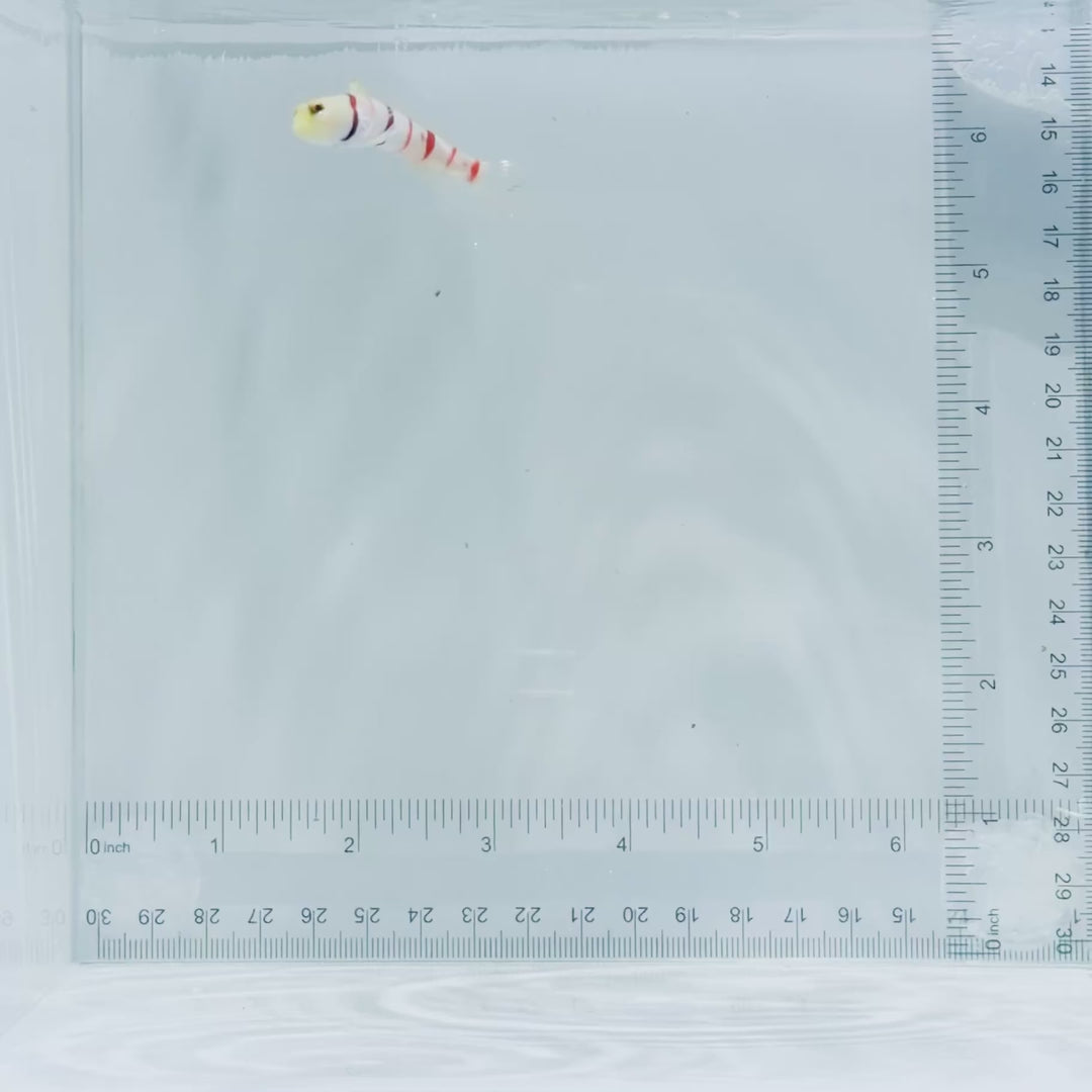 Dracula Goby Fish