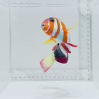 Aussie Harlequin Tusk