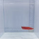 Red Striped Hogfish (Bodianus sepiacaudus)