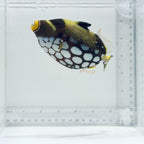 Clown Triggerfish