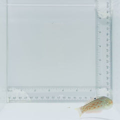 Timor Wrasse