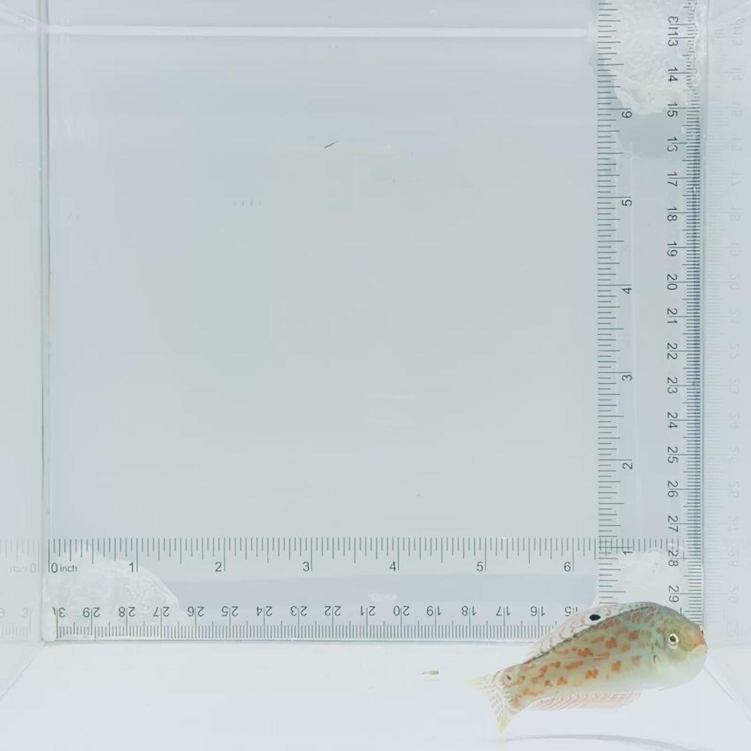Timor Wrasse