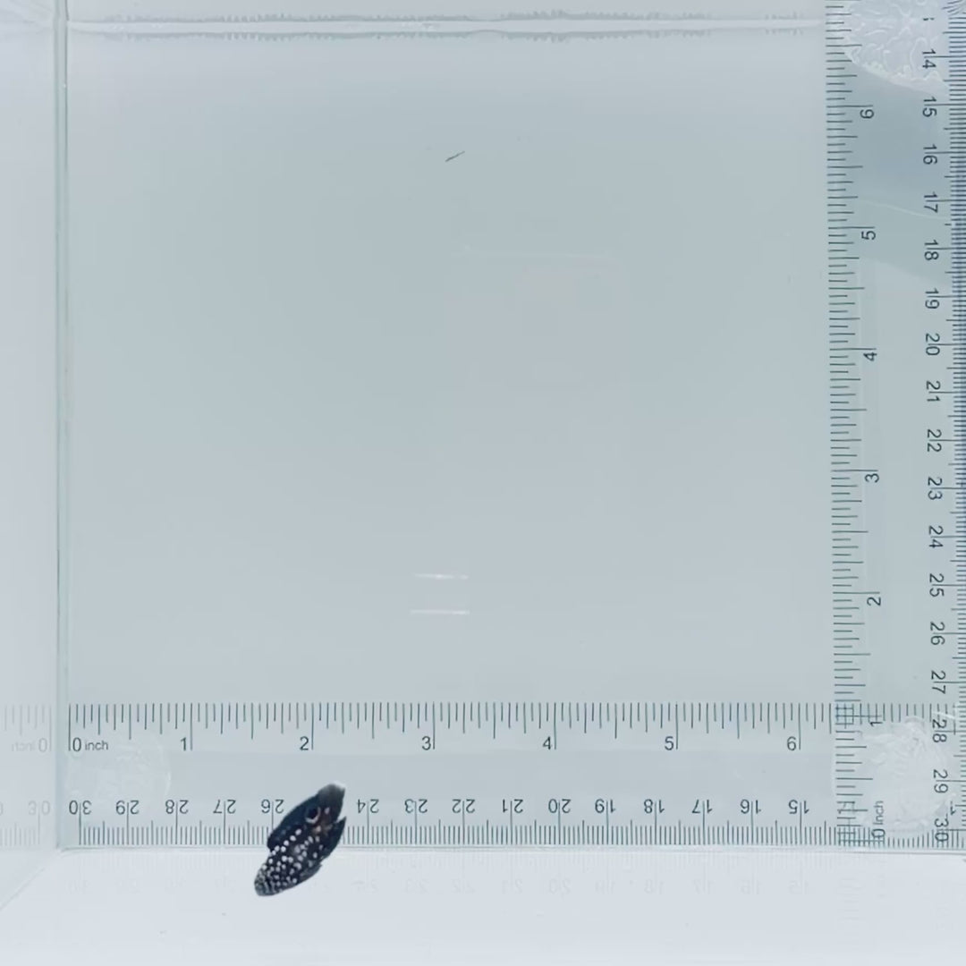 Captive-Bred Marine Betta