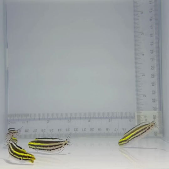 Captive-Bred Striped Blenny - Meiacanthus grammistes