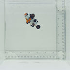 Jumbo Orange Storm Clownfish
