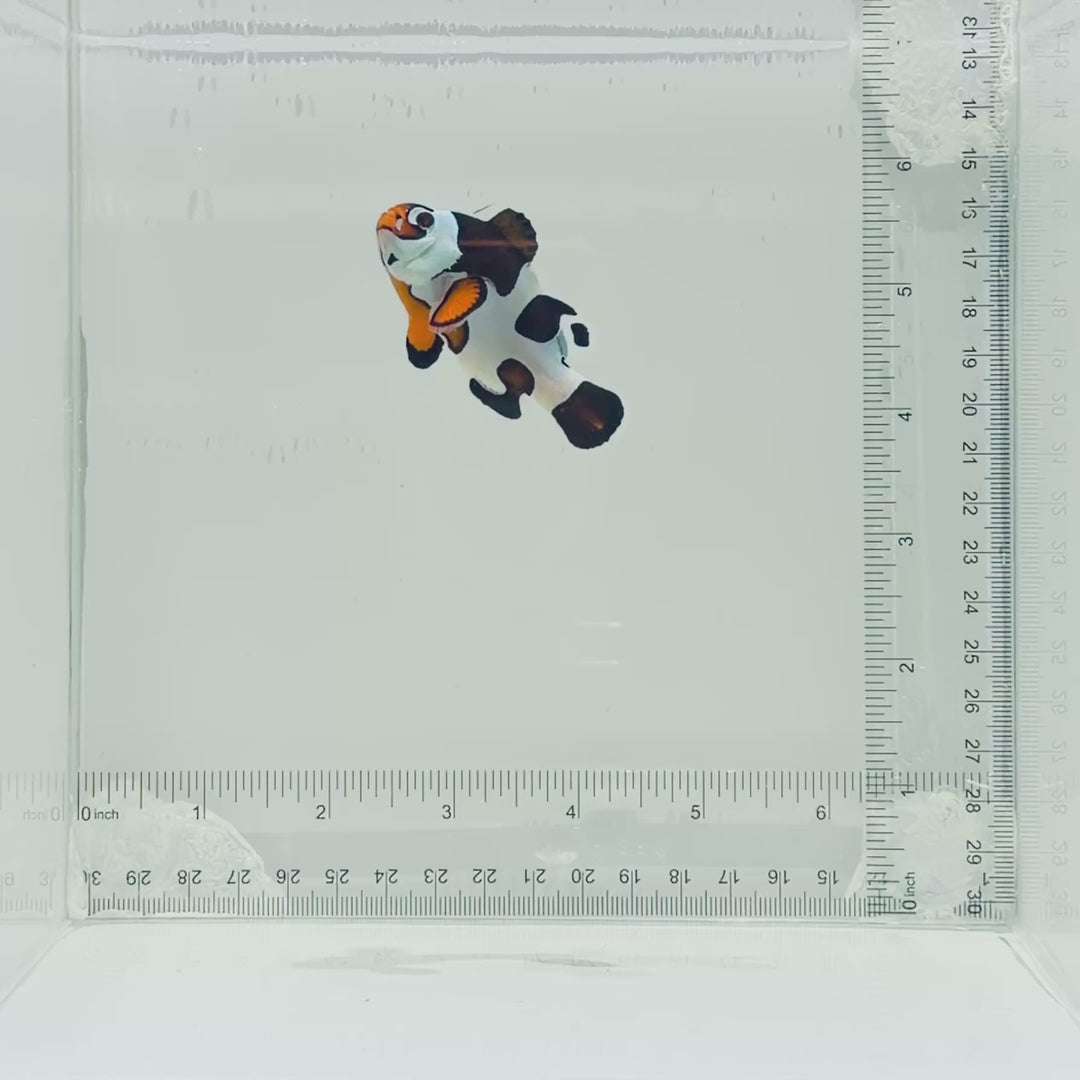 Jumbo Orange Storm Clownfish