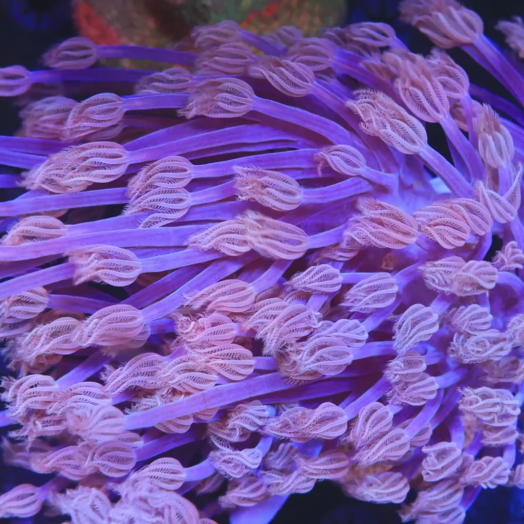 Vargas Cespitularia Coral