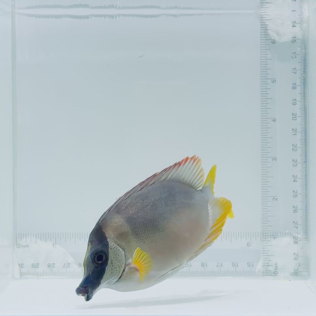 Magnificent Foxface Fish