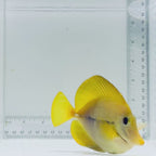 Captive-Bred Yurple Tang