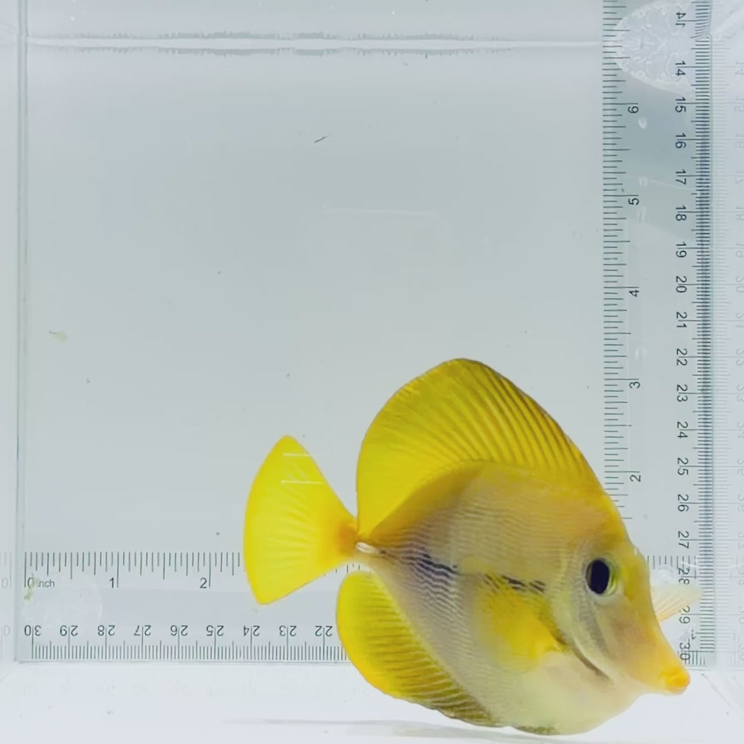 Captive-Bred Yurple Tang