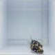 Dalmatian Puffer Fish