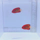 Flame Dwarf Angel Fish