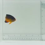 Rusty Angelfish