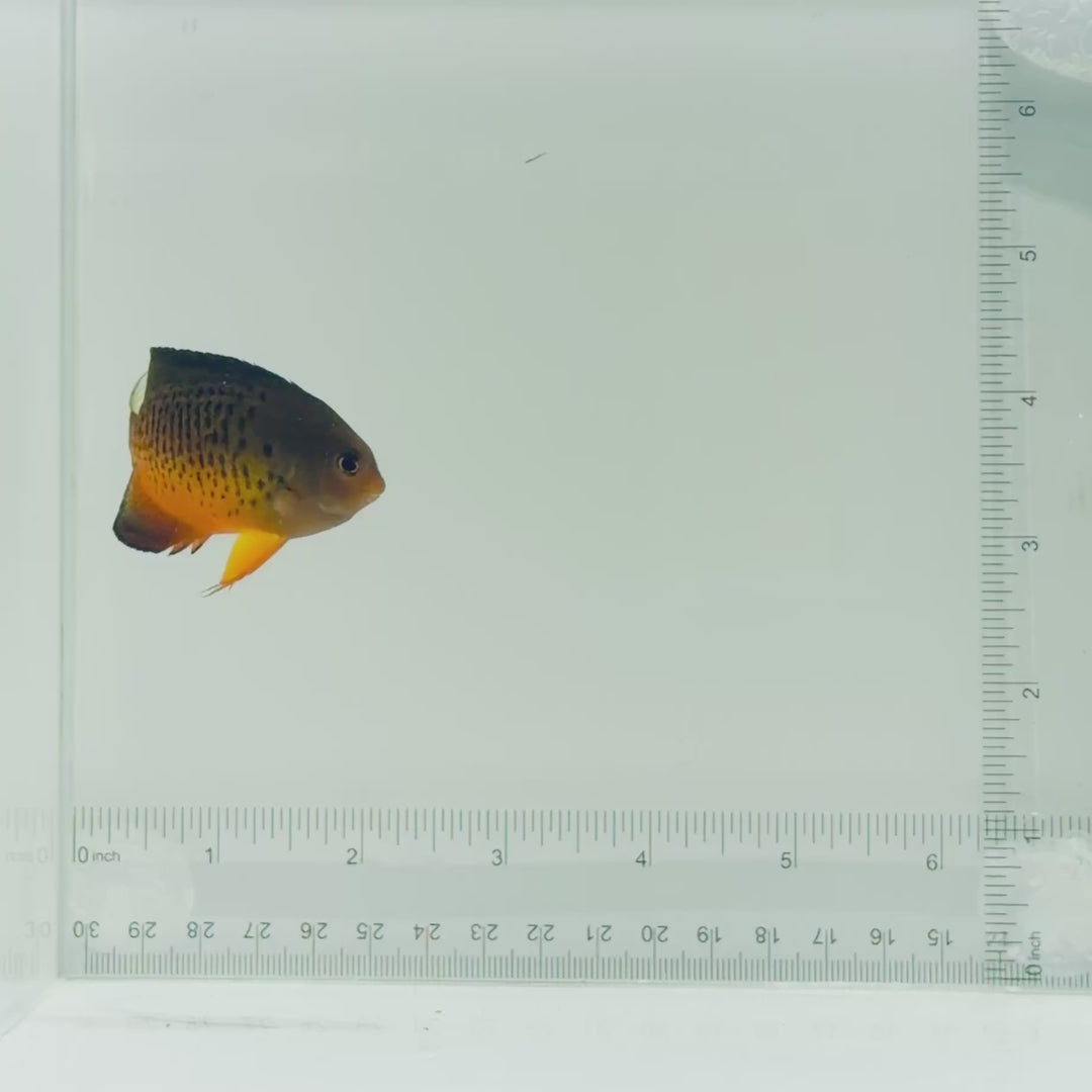 Rusty Angelfish