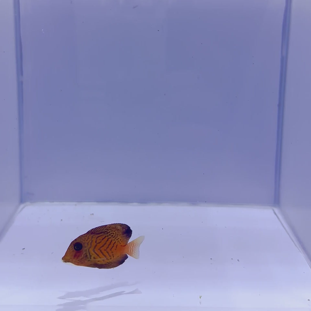 Chevron Tang Fish