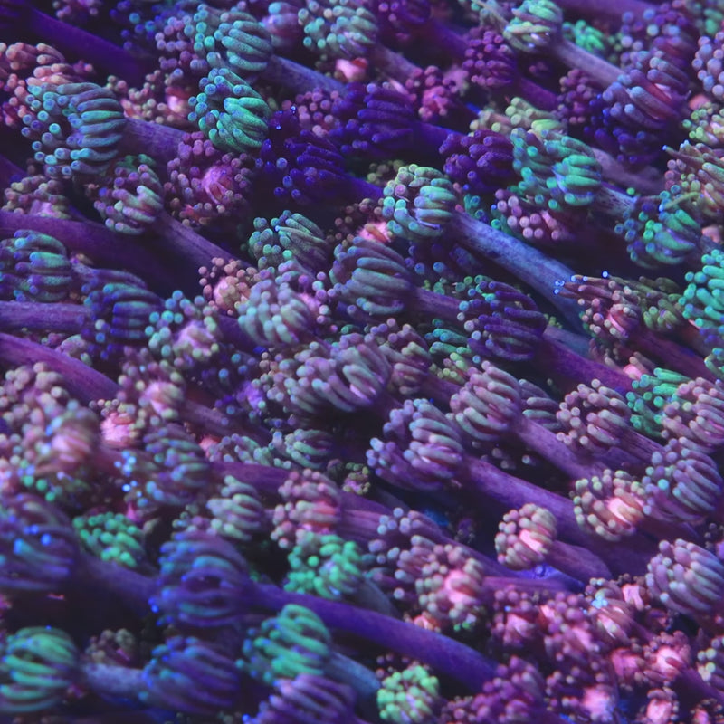 TSA Rose Petal Goniopora Coral