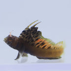 Gulf Signal Blenny - Emblemaria hypacanthus