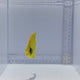 Golden Semilarvatus Butterfly Fish