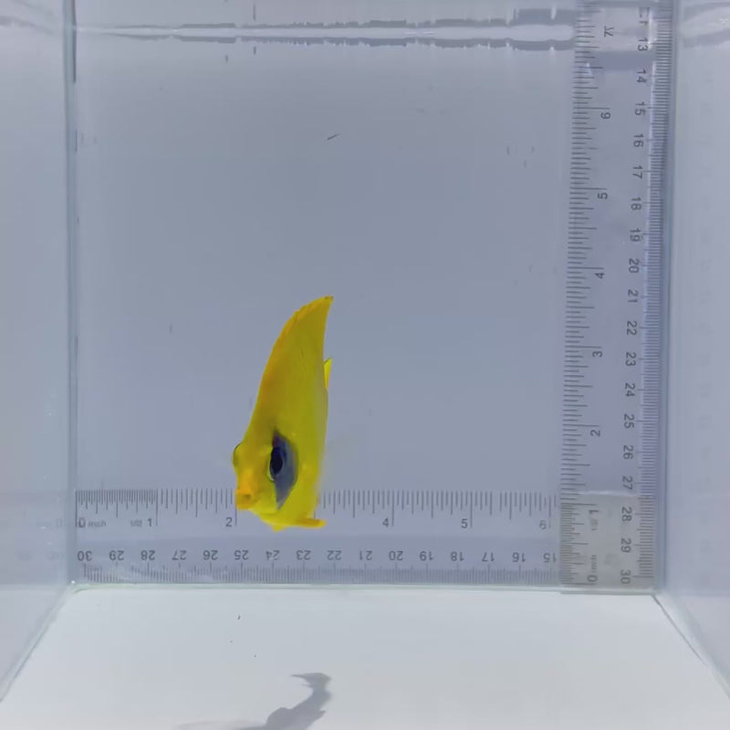 Golden Semilarvatus Butterfly Fish