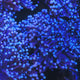 TSA Blue Torch Coral