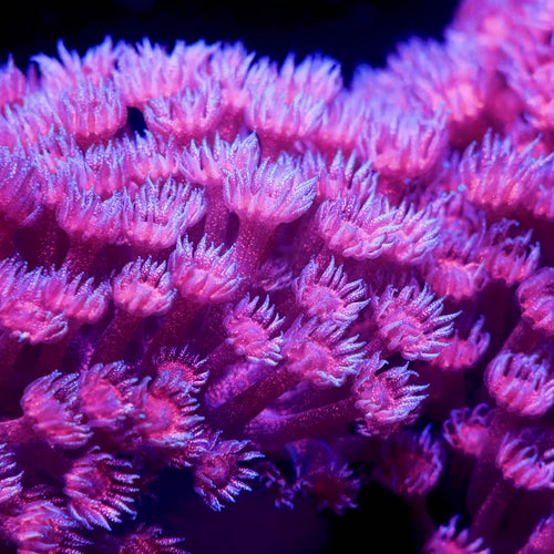 TSA Cherry Glitter Goniopora Coral video