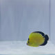 Gold Flake Angelfish