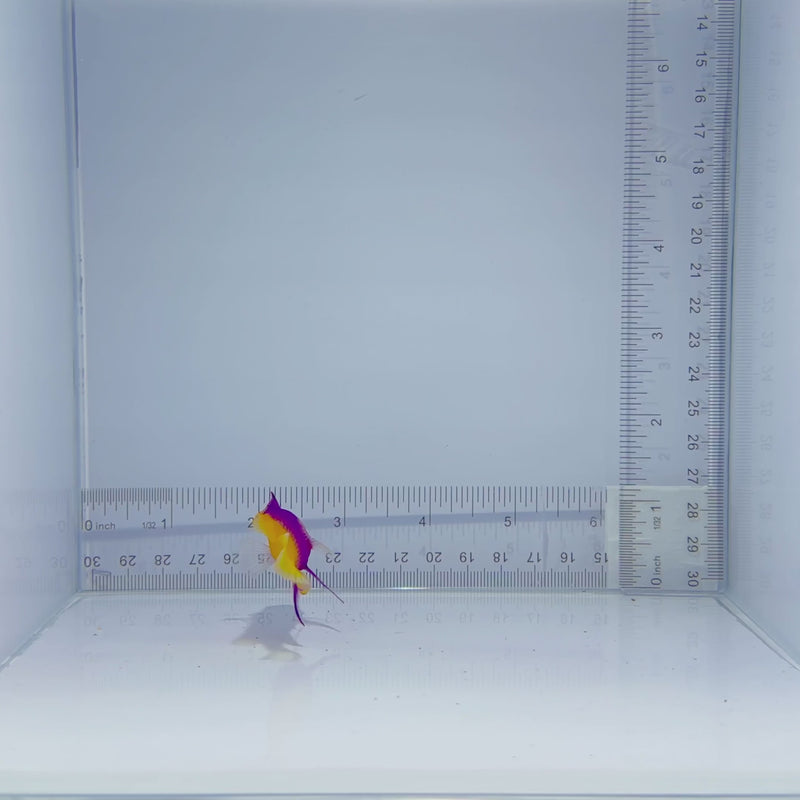 Royal Gramma Fish